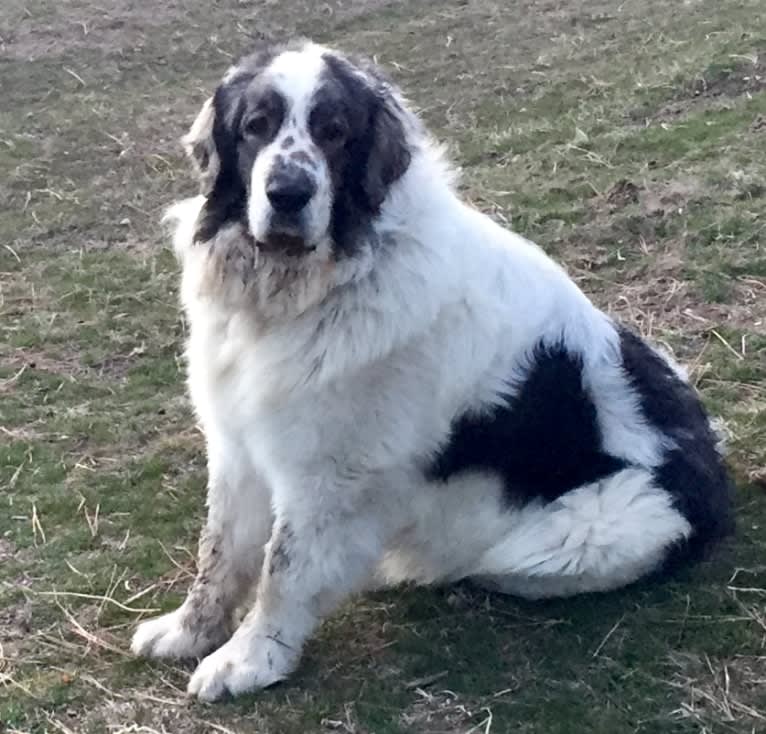 Chewbacca, a Pyrenean Mastiff tested with EmbarkVet.com