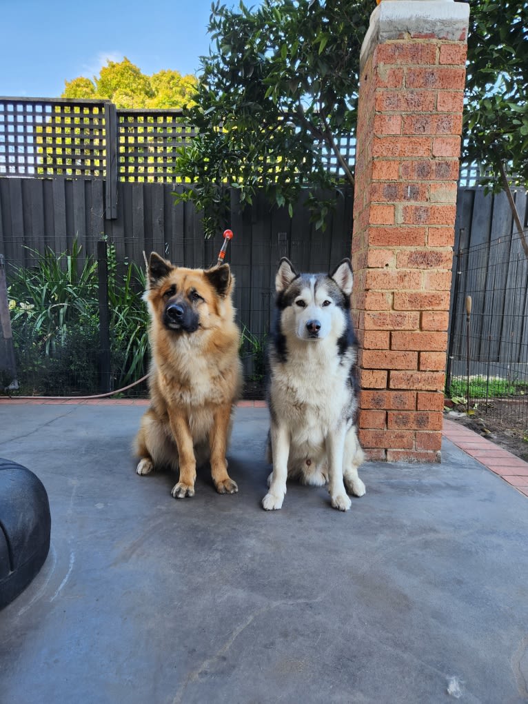 Tinos, a German Shepherd Dog and Alaskan Malamute mix tested with EmbarkVet.com