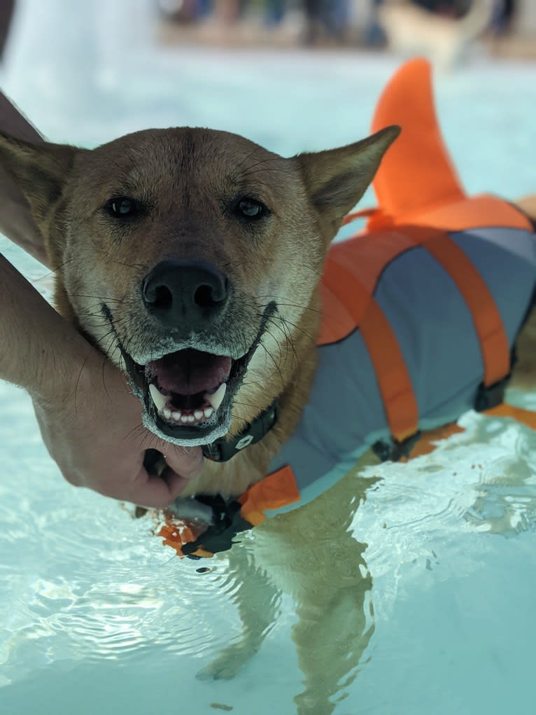 Apollo, a Jindo tested with EmbarkVet.com