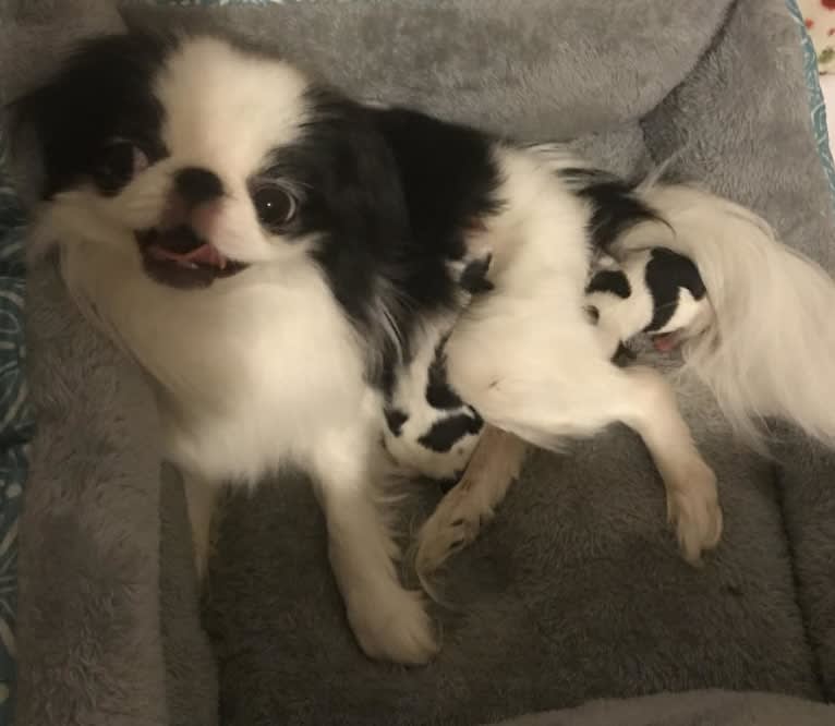 Lucy, a Japanese Chin tested with EmbarkVet.com