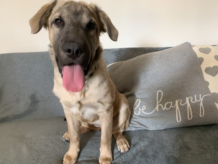 Valerie, an American Bulldog and Chinese Shar-Pei mix tested with EmbarkVet.com