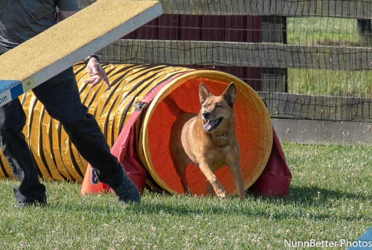 Scotchie, a Siberian Husky and German Shepherd Dog mix tested with EmbarkVet.com