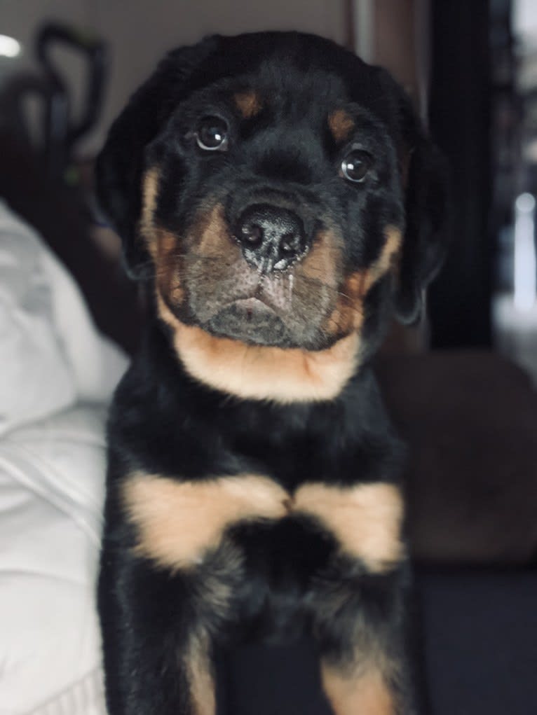 Chompy, a Rottweiler tested with EmbarkVet.com