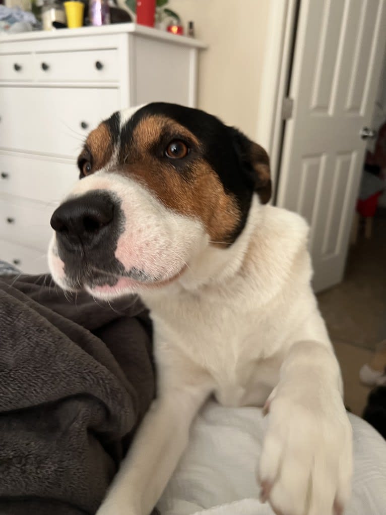Rocky, an Australian Cattle Dog and Golden Retriever mix tested with EmbarkVet.com