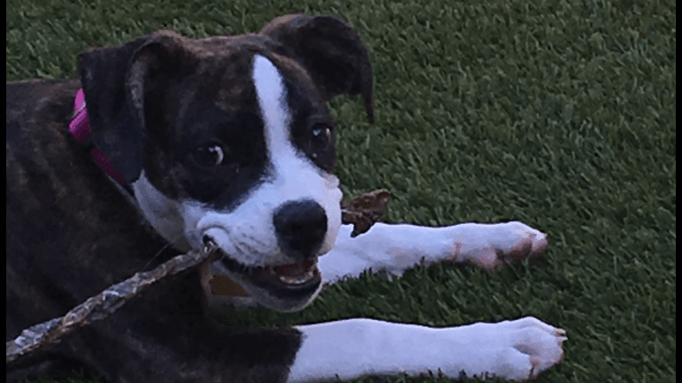 Ada, an American Staffordshire Terrier and Bulldog mix tested with EmbarkVet.com