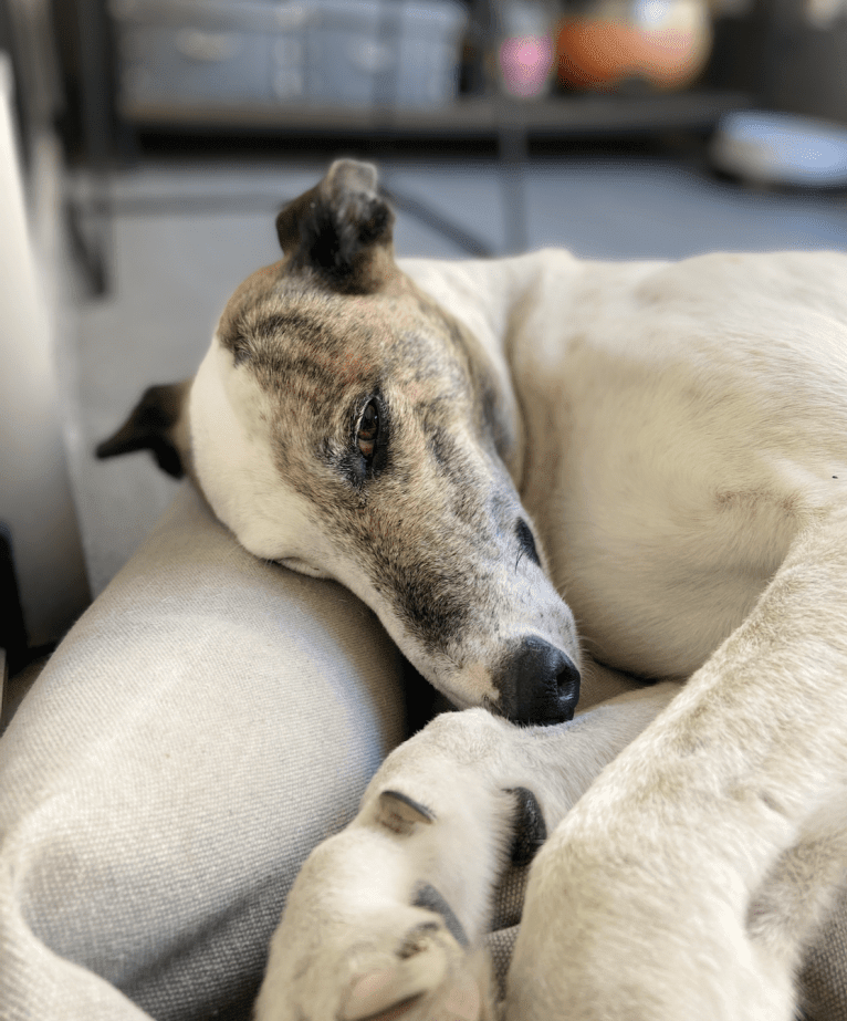 Kenzō, a Greyhound and American Village Dog mix tested with EmbarkVet.com