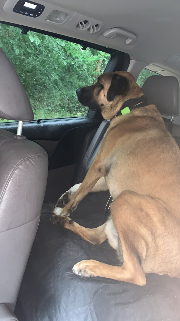 Fisher, an Anatolian Shepherd Dog tested with EmbarkVet.com