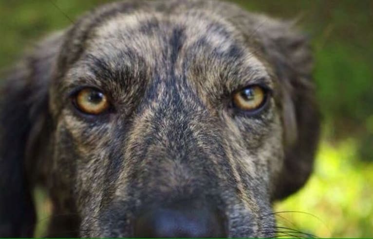 Mama dáy, a Plott and Border Collie mix tested with EmbarkVet.com