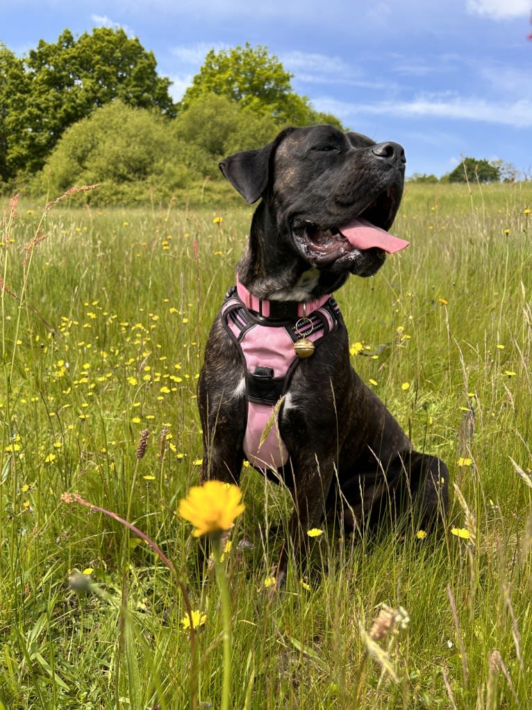 Islay, a Cane Corso and Neapolitan Mastiff mix tested with EmbarkVet.com