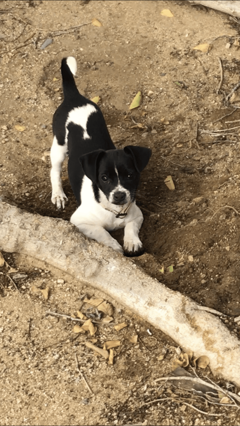 Cleo, a Chihuahua and Shih Tzu mix tested with EmbarkVet.com