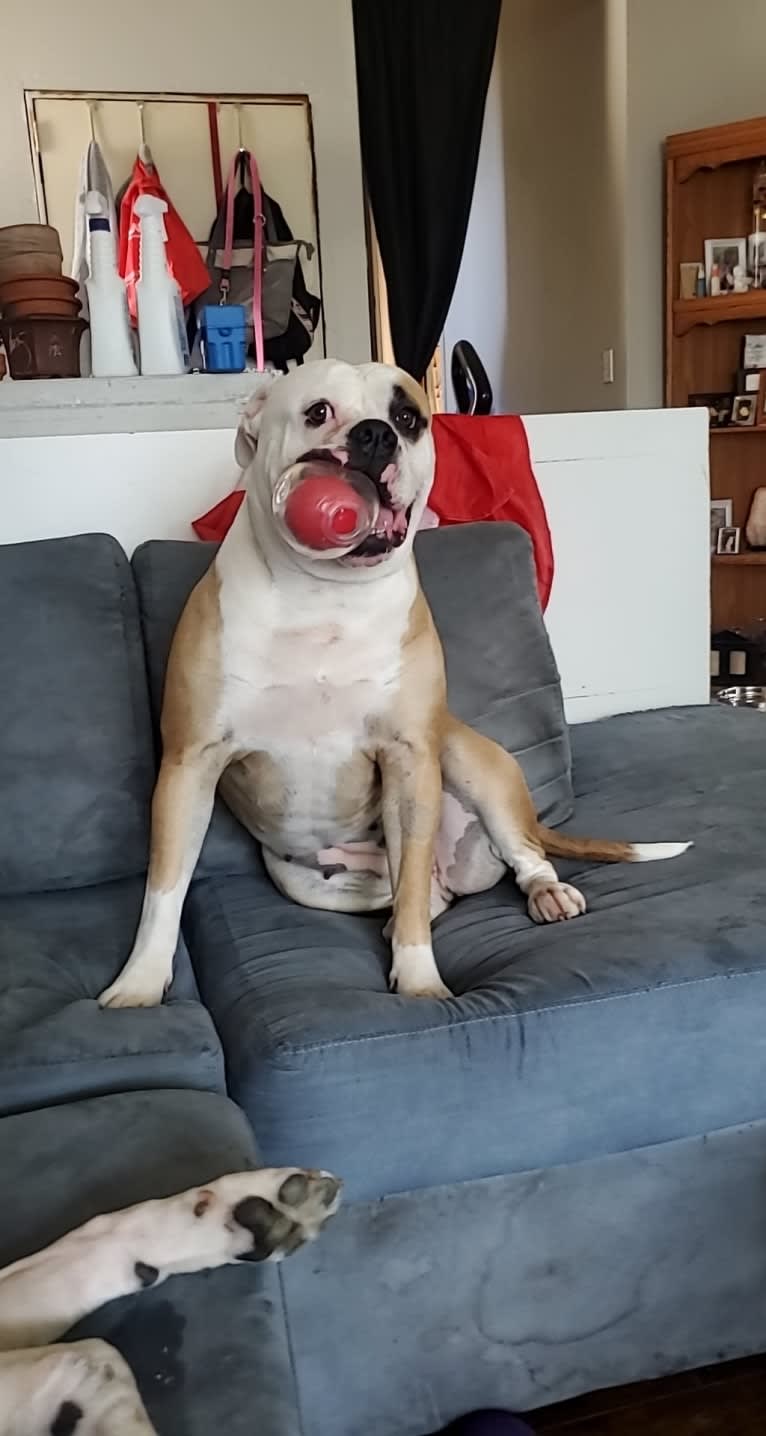 Piper, an American Bulldog tested with EmbarkVet.com