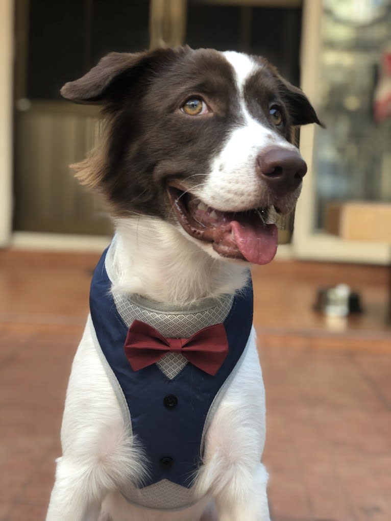 Enzo, a Southeast Asian Village Dog and English Cocker Spaniel mix tested with EmbarkVet.com