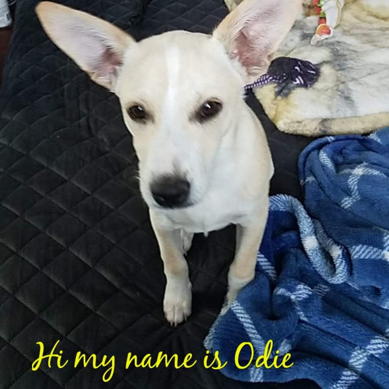 Odie, a Miniature Pinscher and Australian Shepherd mix tested with EmbarkVet.com