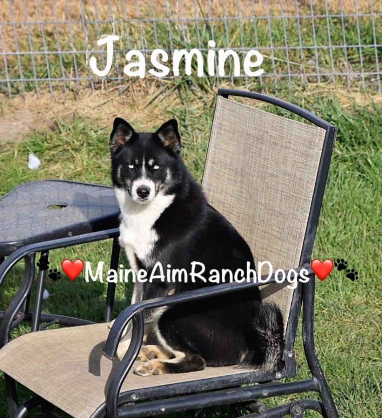 Miss Maine Aim Jasmine, a Pomsky tested with EmbarkVet.com
