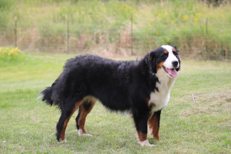 Tova, a Bernese Mountain Dog tested with EmbarkVet.com