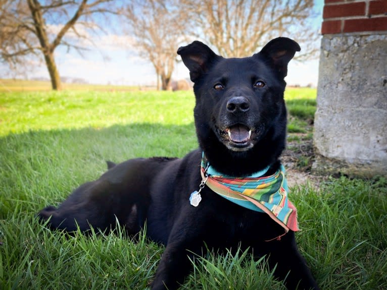 Kodi, an Australian Cattle Dog and Chow Chow mix tested with EmbarkVet.com