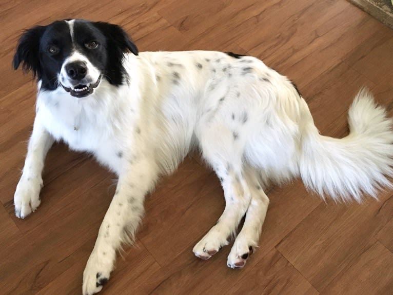 Oliver, a Border Collie and Australian Shepherd mix tested with EmbarkVet.com