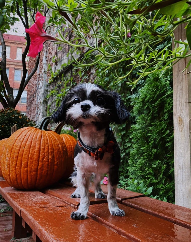 Texas Pete, a Shih Tzu and Maltese mix tested with EmbarkVet.com