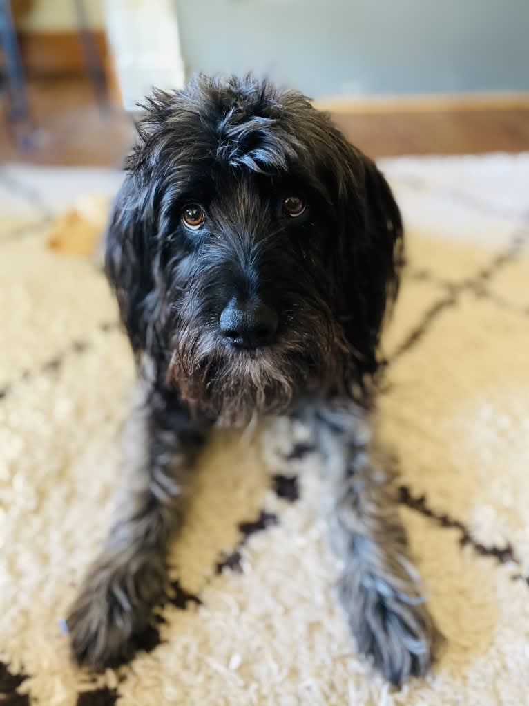 Radar, a Cocker Spaniel and American English Coonhound mix tested with EmbarkVet.com