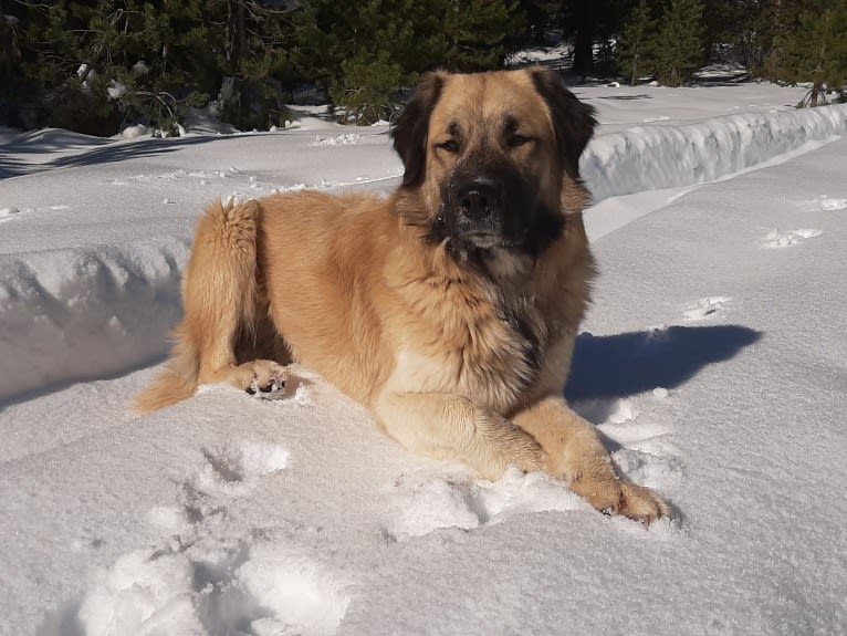 Photo of Duke, a Great Pyrenees and Anatolian Shepherd Dog mix in California, USA
