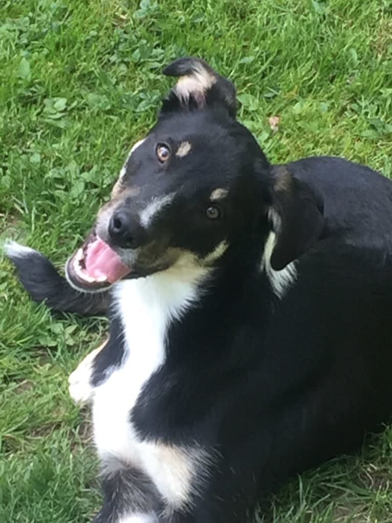 Ollie, a Border Collie tested with EmbarkVet.com