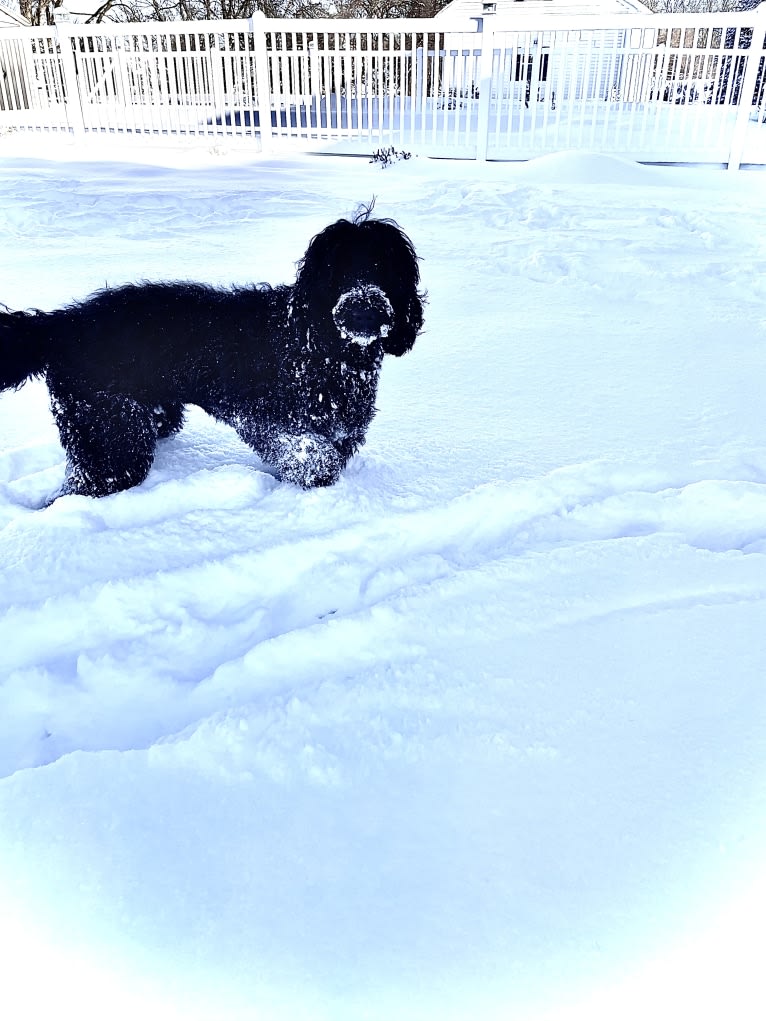 Juno, a Poodle (Standard) and English Cocker Spaniel mix tested with EmbarkVet.com