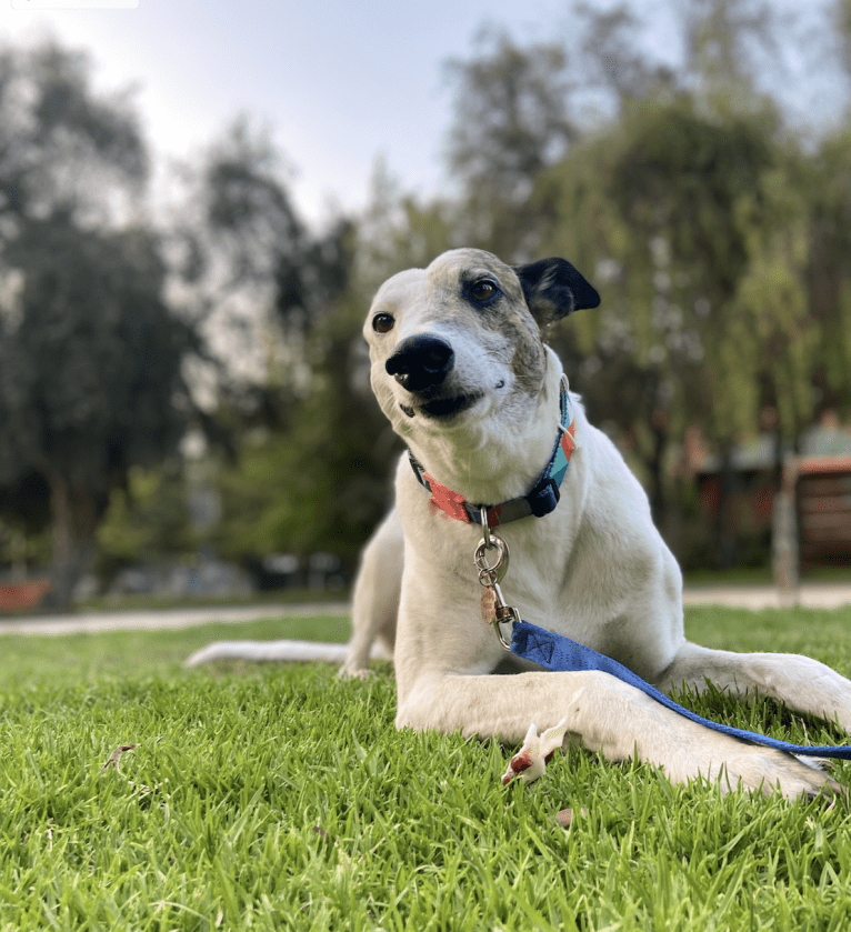 Kenzō, a Greyhound and American Village Dog mix tested with EmbarkVet.com