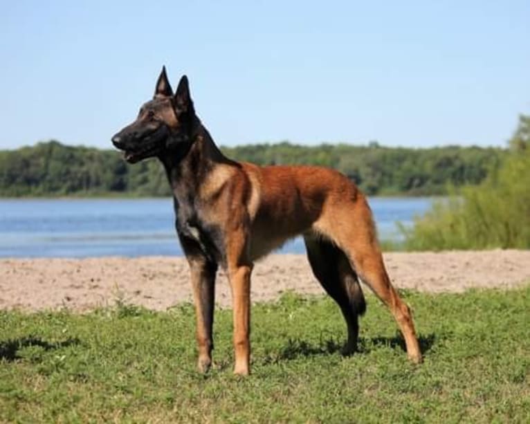 Porter, a Belgian Shepherd tested with EmbarkVet.com