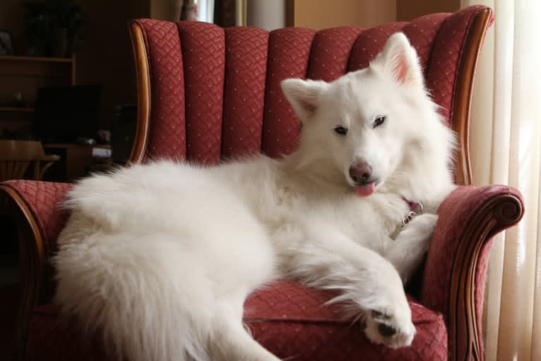 Ivy, a Siberian Husky and German Shepherd Dog mix tested with EmbarkVet.com