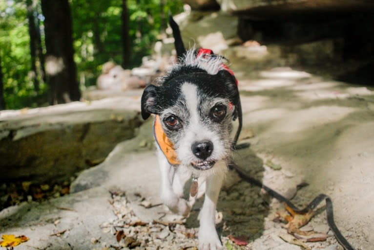 Run D.M.Zeke, a Boston Terrier and Maltese mix tested with EmbarkVet.com