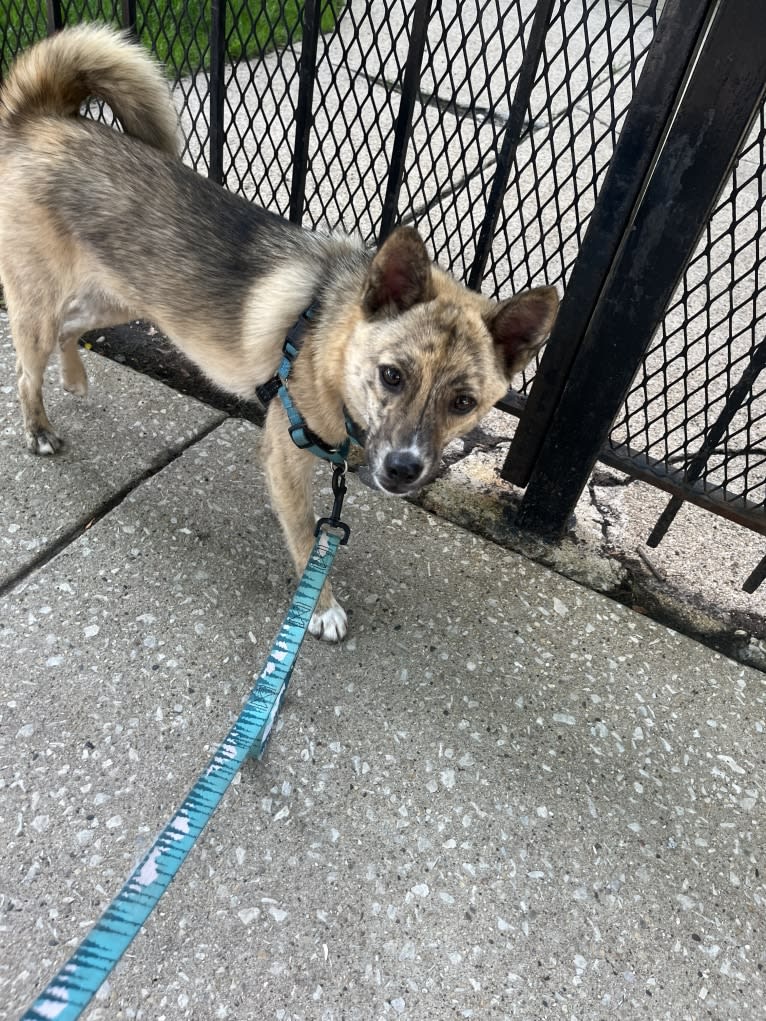 Zorro, a Japanese or Korean Village Dog tested with EmbarkVet.com