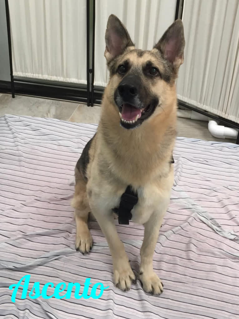 Ascento, a German Shepherd Dog tested with EmbarkVet.com