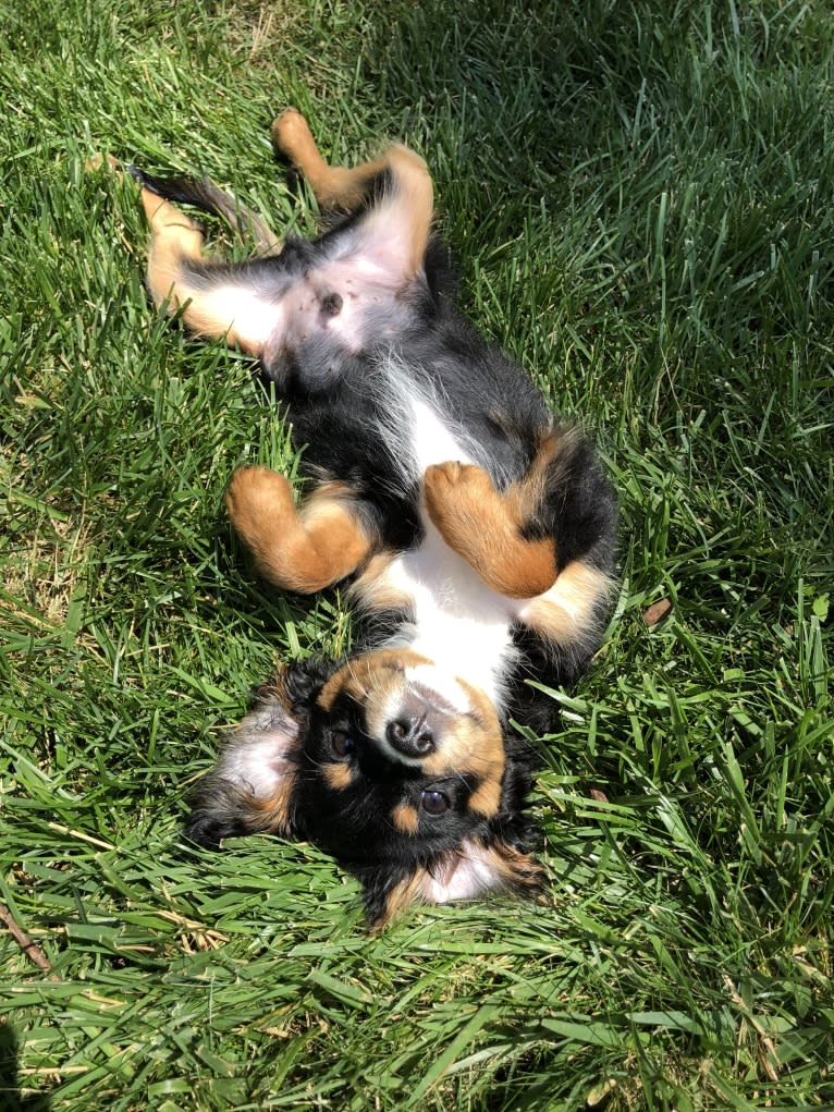 Prince, a Cavalier King Charles Spaniel and Poodle (Small) mix tested with EmbarkVet.com