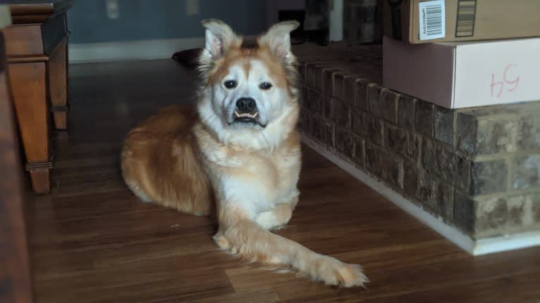Chester, an American Eskimo Dog and Chow Chow mix tested with EmbarkVet.com