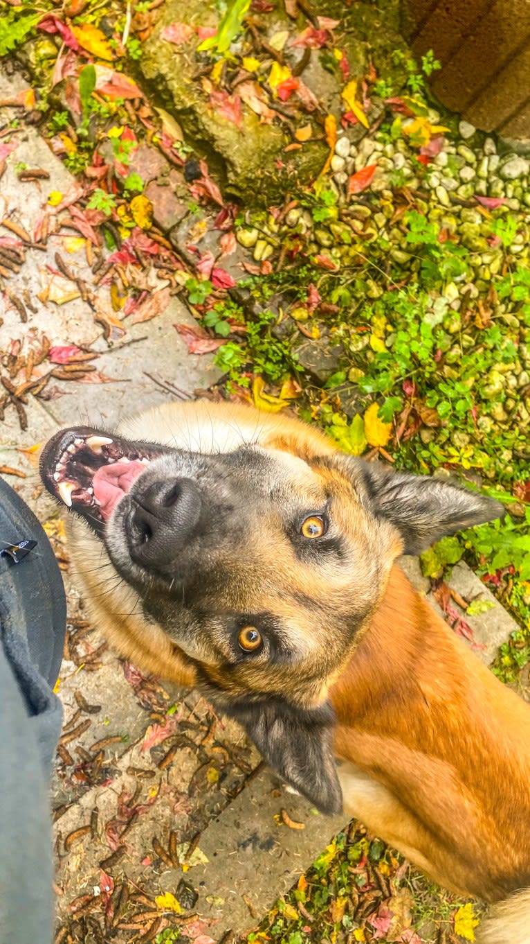 Anouk, a Yakutian Laika and Akita Inu mix tested with EmbarkVet.com