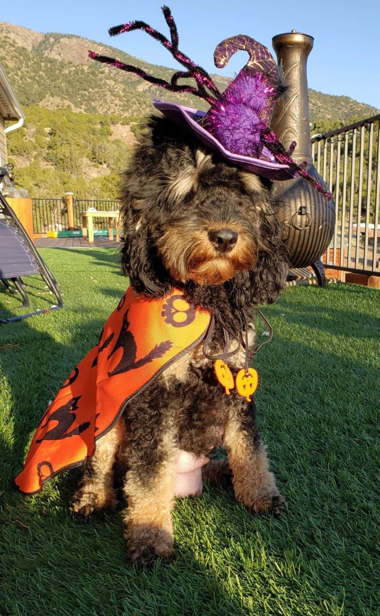 Huiterty Dixie Tulip, a Cockapoo tested with EmbarkVet.com