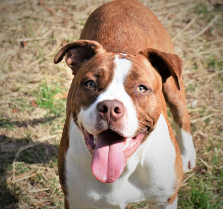 Charlie, an American Pit Bull Terrier and Bulldog mix tested with EmbarkVet.com