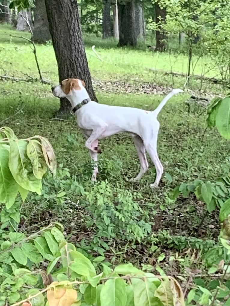 Hamlet, a Pointer tested with EmbarkVet.com