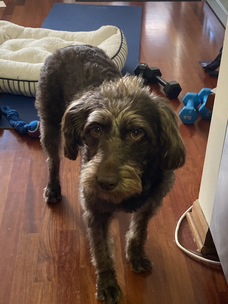 Tilly, a Labradoodle tested with EmbarkVet.com