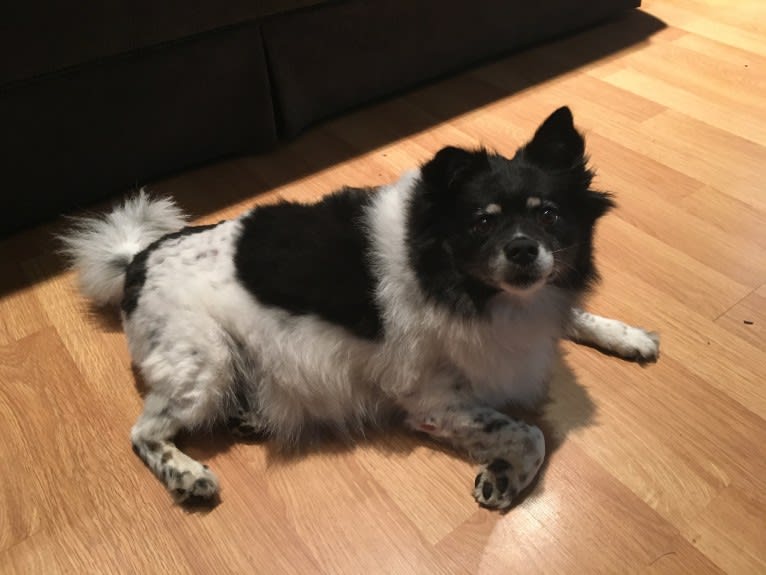 Piper, an American Eskimo Dog and Pomeranian mix tested with EmbarkVet.com