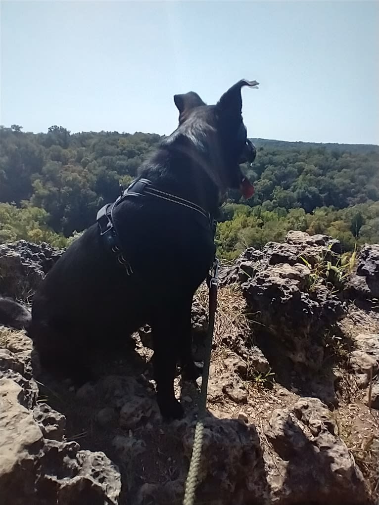 Kodi, an Australian Cattle Dog and Chow Chow mix tested with EmbarkVet.com