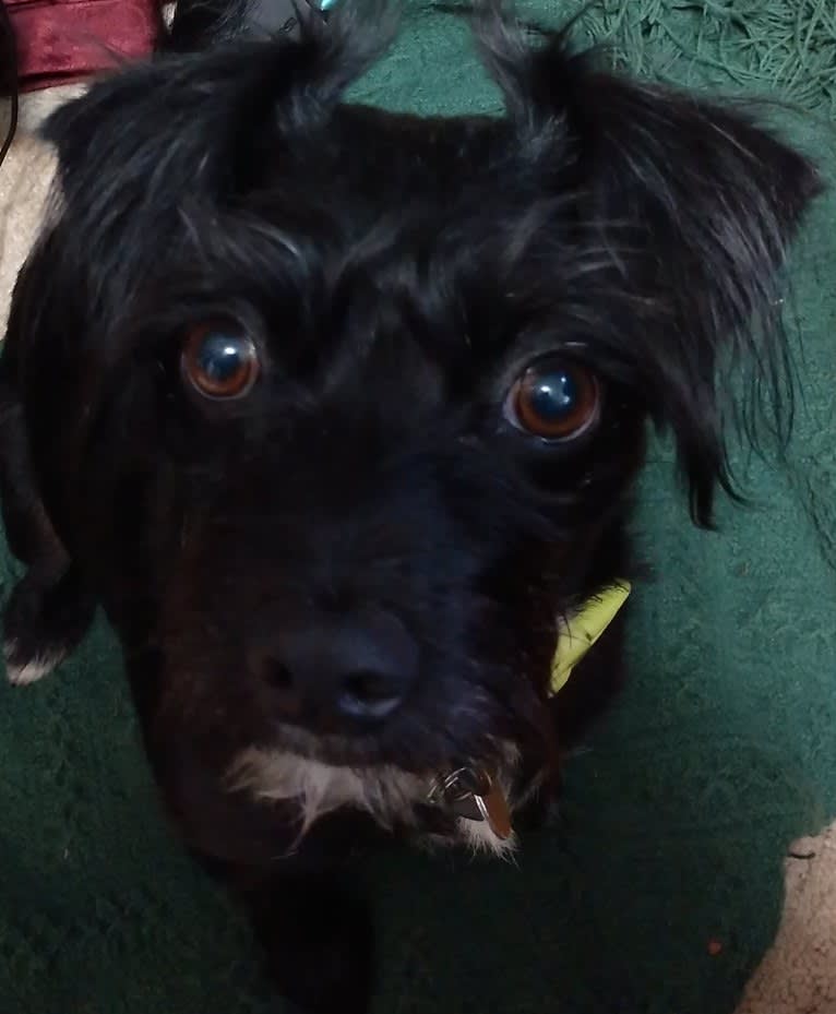 Lady, a Chihuahua and Russell-type Terrier mix tested with EmbarkVet.com