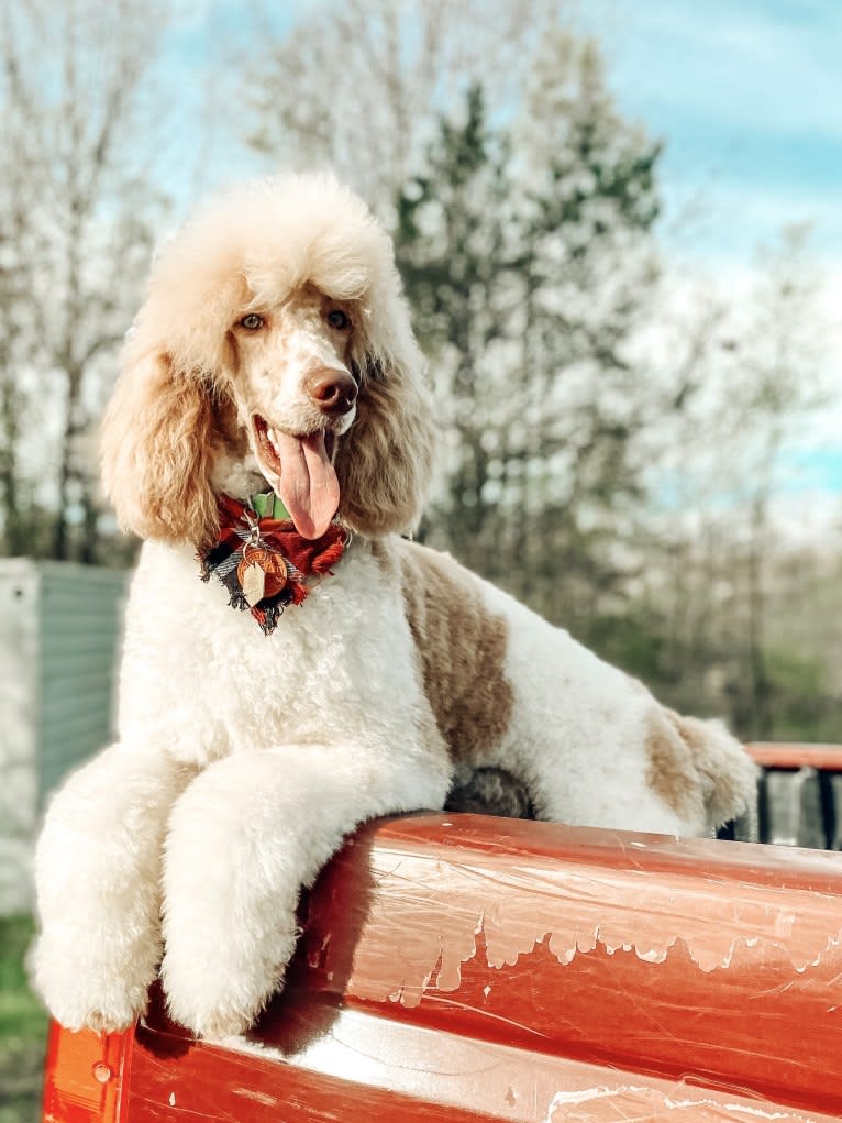 Togan, a Poodle (Standard) tested with EmbarkVet.com