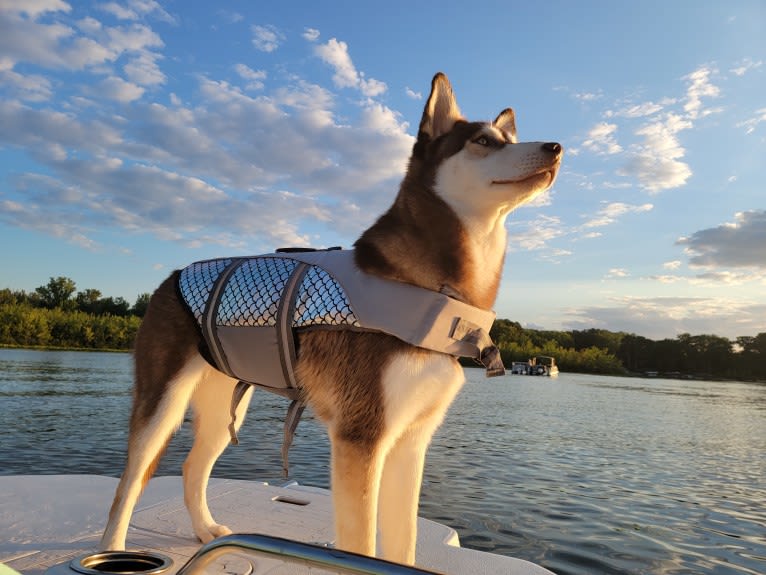 Gambit, a Siberian Husky and Australian Shepherd mix tested with EmbarkVet.com