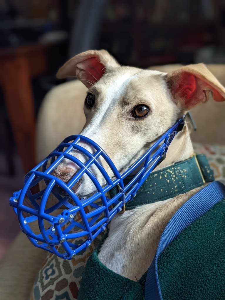 Archie, a Greyhound and Whippet mix tested with EmbarkVet.com