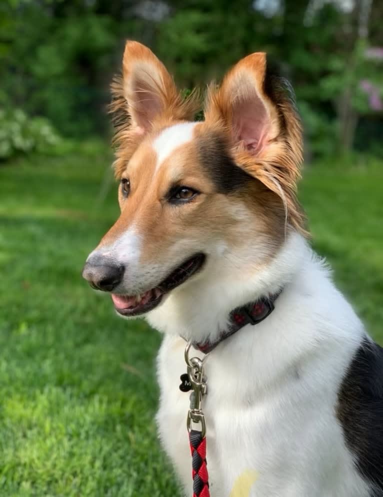 Milo, an Arabian Village Dog tested with EmbarkVet.com