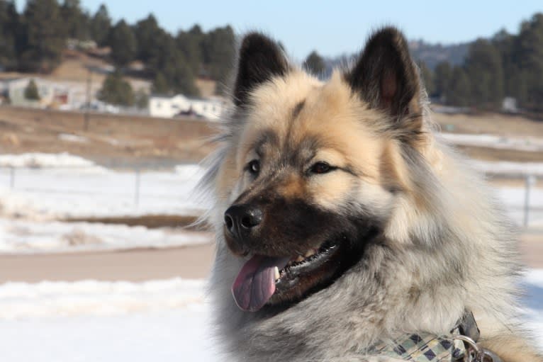 Yara, an Eurasier tested with EmbarkVet.com