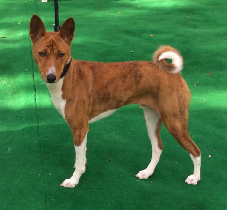 Merlot, a Basenji tested with EmbarkVet.com