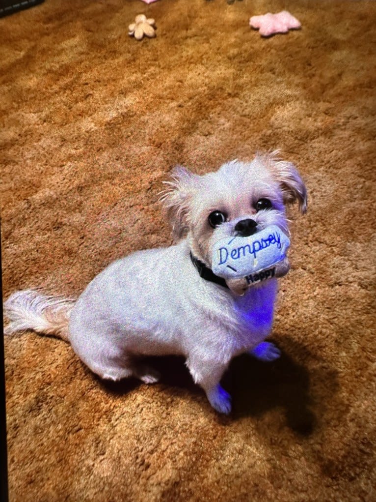 Dempsey, a Shih Tzu (8.7% unresolved) tested with EmbarkVet.com