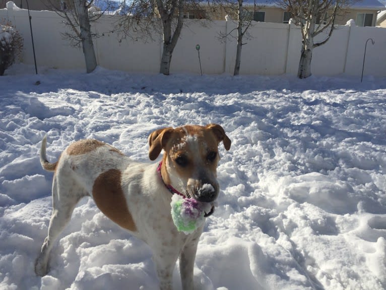 Canna, an American Pit Bull Terrier and Australian Cattle Dog mix tested with EmbarkVet.com